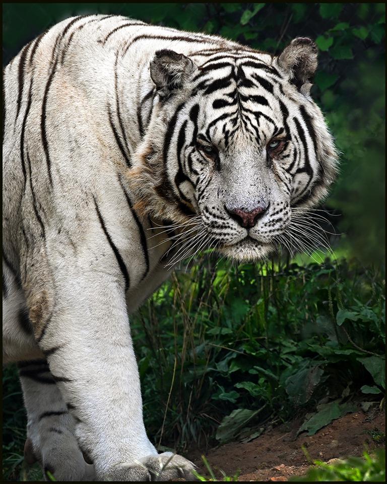 DanTheFair's tweet photo. @Bengals Y'all, white tigers exist https://t.co/jBQGoTo4QQ