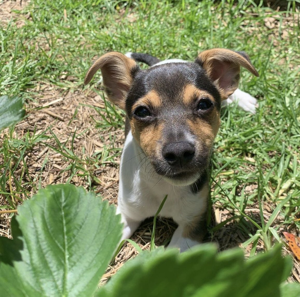 FoxAdoption tweet picture
