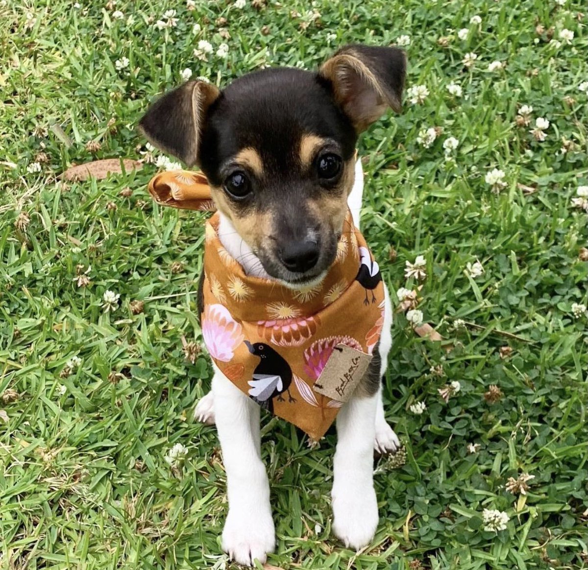 FoxAdoption tweet picture