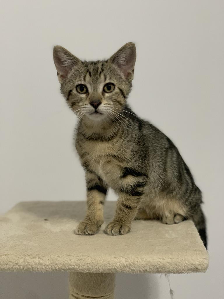 EDMCWRescue's tweet photo. We are raising money for our vet bills.  Skip the Depot is a great way to donate to our worthwhile cause.  All bottle funds go to us.  Just get the app on your phone or computer. Then use our link - https://t.co/QQTi7YtZ93 and arrange for the pickup. Use the promo code ECWAR. https://t.co/rOUyBTQpWz