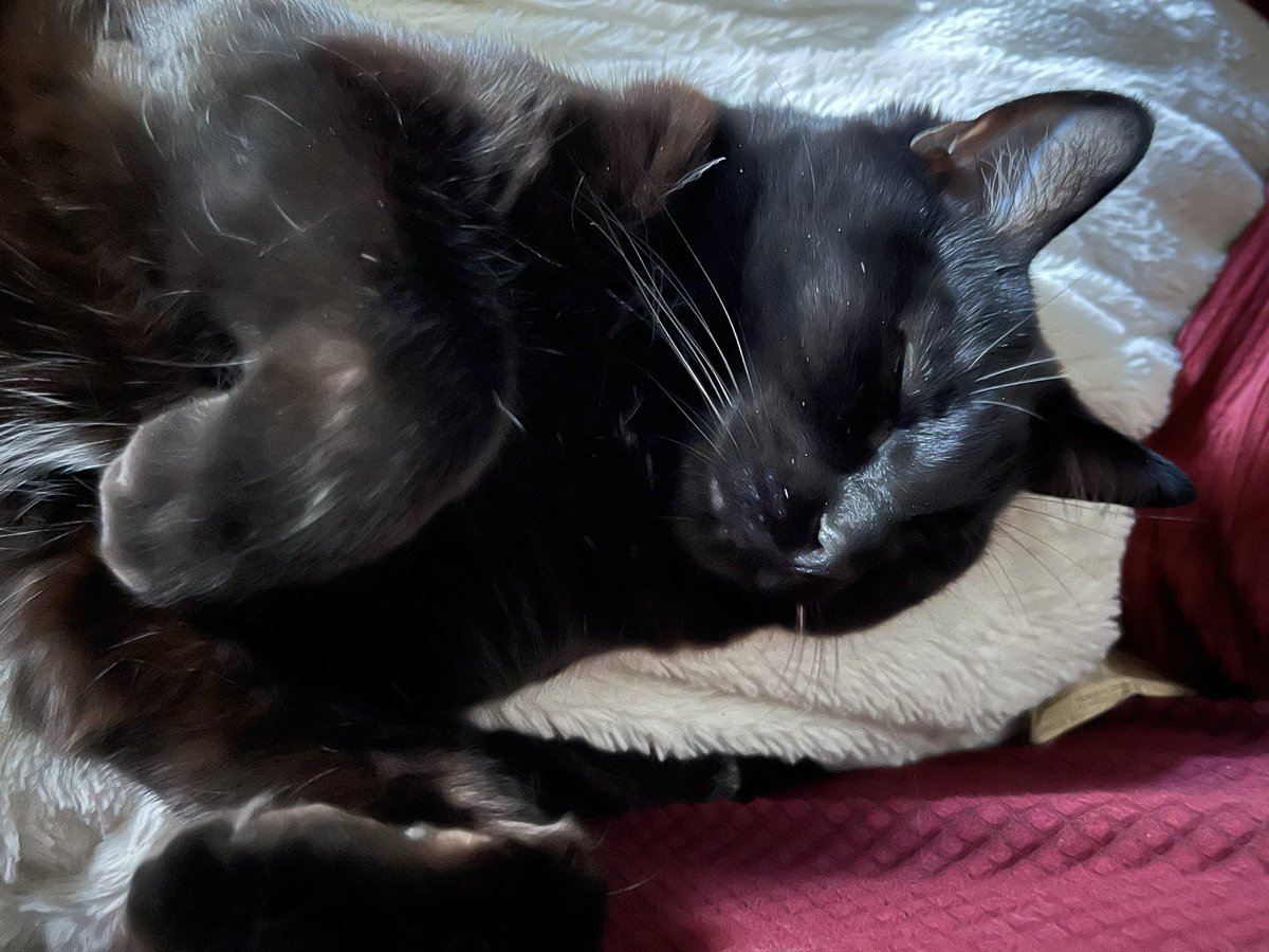 HHnetka's tweet photo. @thechrisbarron Happy #Caturday !
Vinnie is enjoying hanging out in the warmest spot he can find; Cosmo has been grateful for the non stop air conditioning. https://t.co/D8lu5Ocfcs