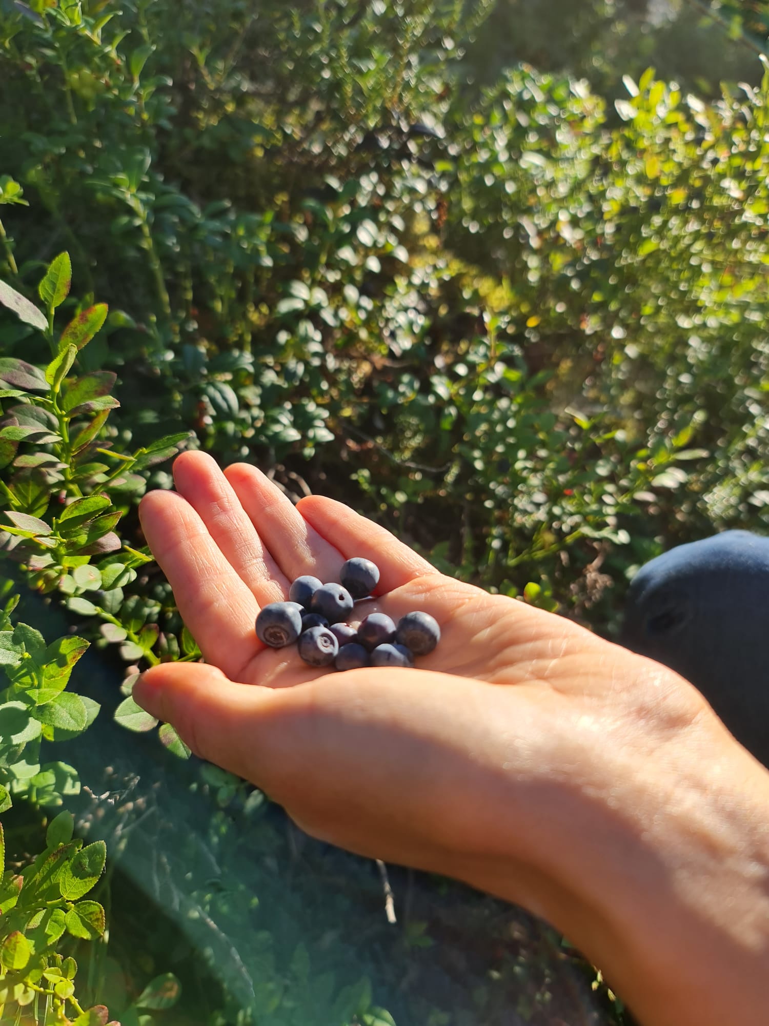 تويتر はやぶち伶子 3 17 一途な恋人はパイロット １巻発売 ﾟ ﾟ على تويتر 今日は夜8時くらいからブルーベリーを採りに森へ行きました と言っても住宅街のすぐ近く フィンランドは自然享受権があって 平たく言うと森にある ベリーや茸は誰が採っても