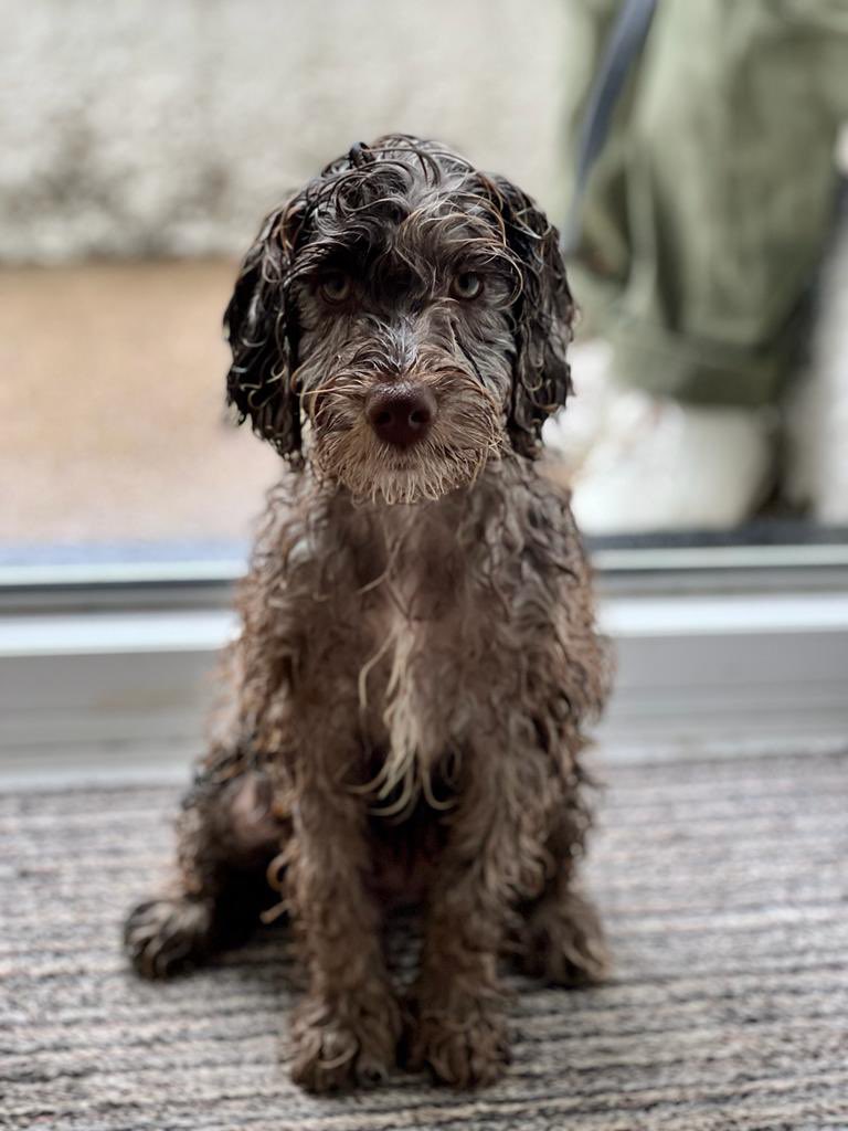 First walk in the rain.  Not best pleased with her humans.
