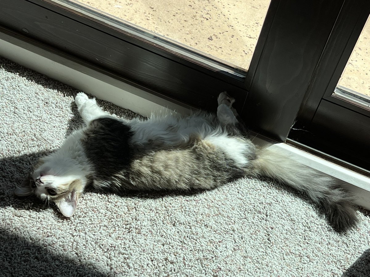Soaking up the sun… kind of! #kittens #CatsOfTwitter