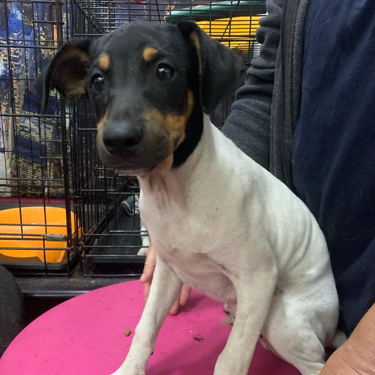 sospelinesprote's tweet photo. Cachorros de bodeguero buscan familia. Serán medianos. Son machos y tienen 3 meses y medio. Están en A Coruña. Si quieres conocerlos haz el cuestionario de nuestro perfil https://t.co/TfpEQISxLe