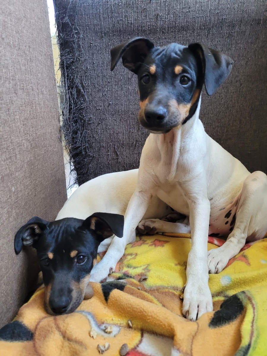 sospelinesprote's tweet photo. Cachorros de bodeguero buscan familia. Serán medianos. Son machos y tienen 3 meses y medio. Están en A Coruña. Si quieres conocerlos haz el cuestionario de nuestro perfil https://t.co/TfpEQISxLe