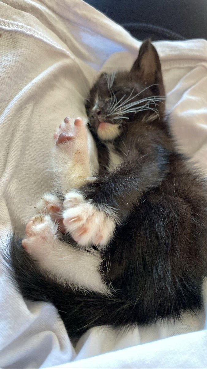 sospelinesprote's tweet photo. Si quieres darle un hogar a uno (o dos) de estos bebés, escríbenos! Muchos gatitos buscan hogares responsables. Están en A Coruña https://t.co/jfrp4sW2xh
