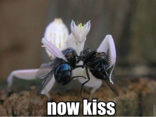 taha de saturno tweet media