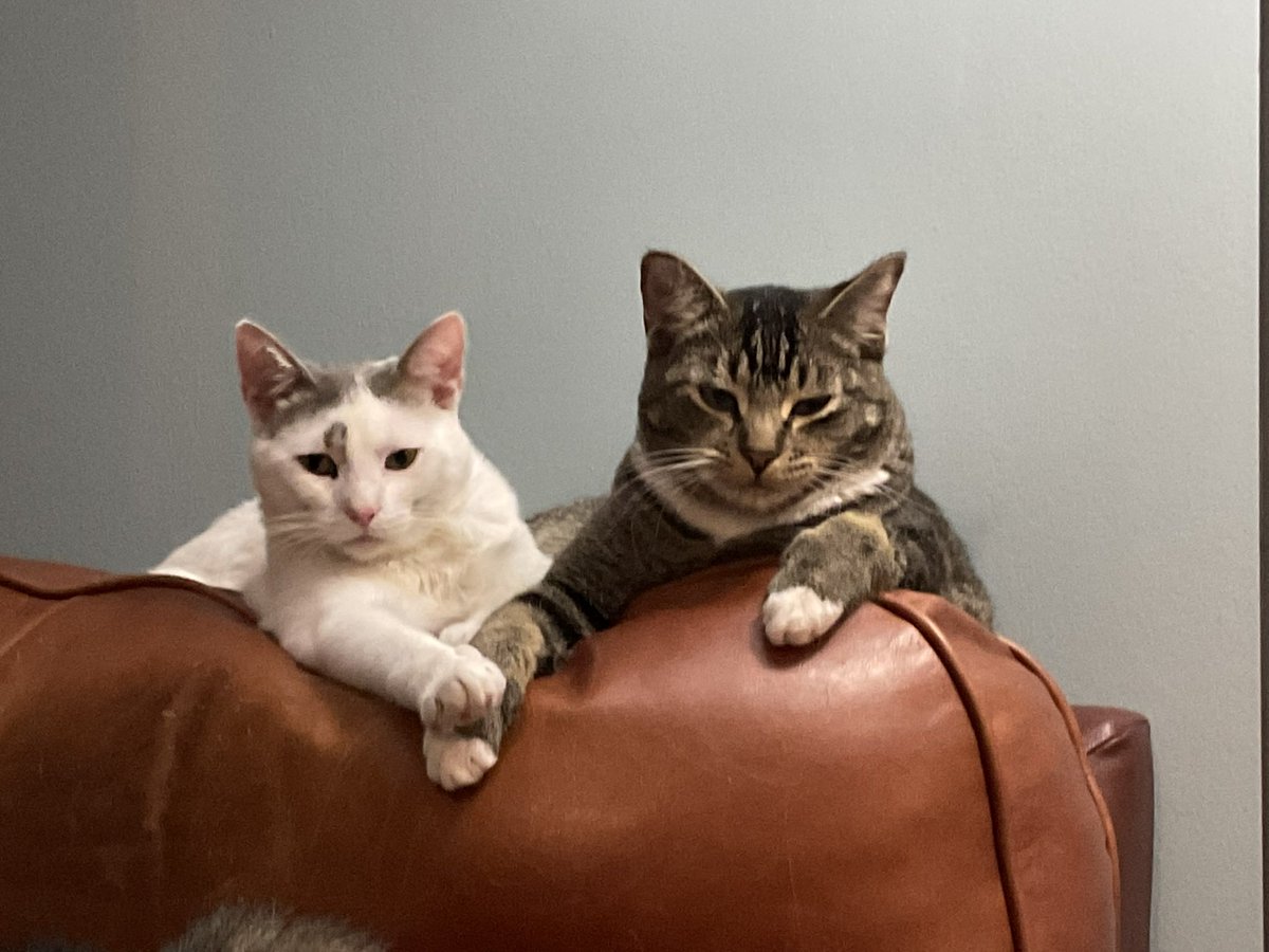 taha de saturno tweet media