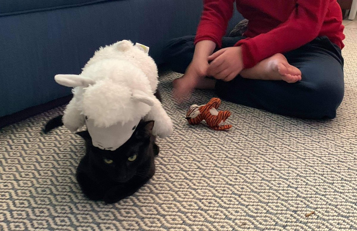 taha de saturno tweet media