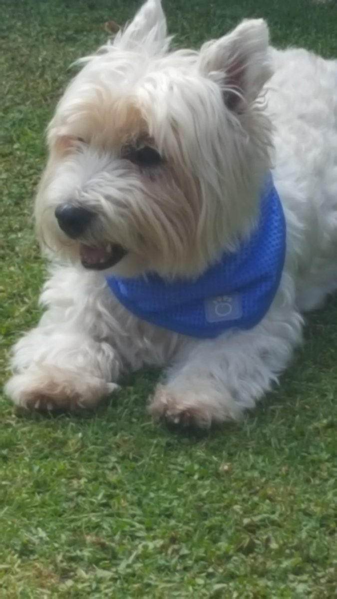 Lisa ⭐️Wee Jock⭐️ tweet media