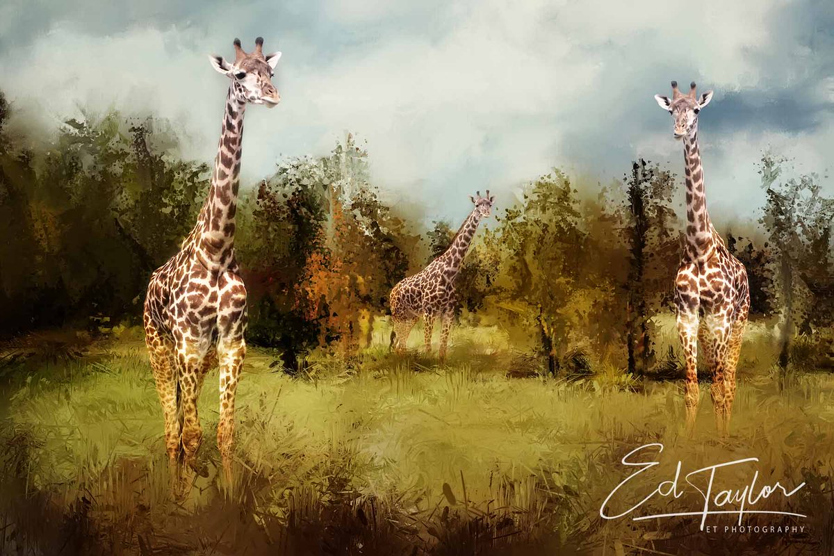 Simply titled 'Tall'.  Perfect wall art for your #home or #office 

tiny.cc/m8stuz

#giraffe #GiraffeAboutTown #homedecor #officedecor #Africa #BuyIntoArt #puzzles #printsforsale #wallartforsale #Children