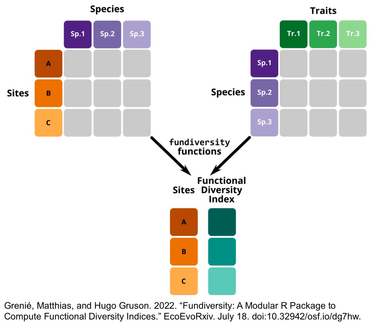 "fundiversity: a modular R package to compute functional diversity indices" ecoevorxiv.org/dg7hw/