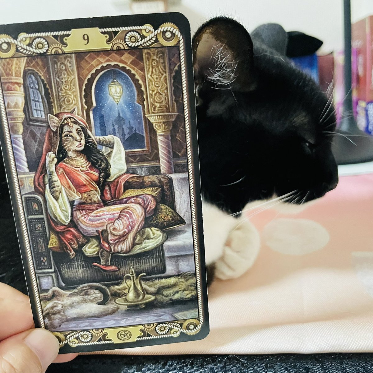 oraclerinko's tweet image. 7/24交流の日🤝周囲の人とのコミュニケーションに喜びを感じ、そこから幸運が運ばれてくる✨階段を1段上がれるチャンス🎶自信も芽生え、才能を生かせるでしょう👍人からの申し出はありがたく受けて💝 #9ofPENTACLES #かぁちゃんのタロットマットの上で寝てやるﾆｬ #デイリータロット #CATTAROT