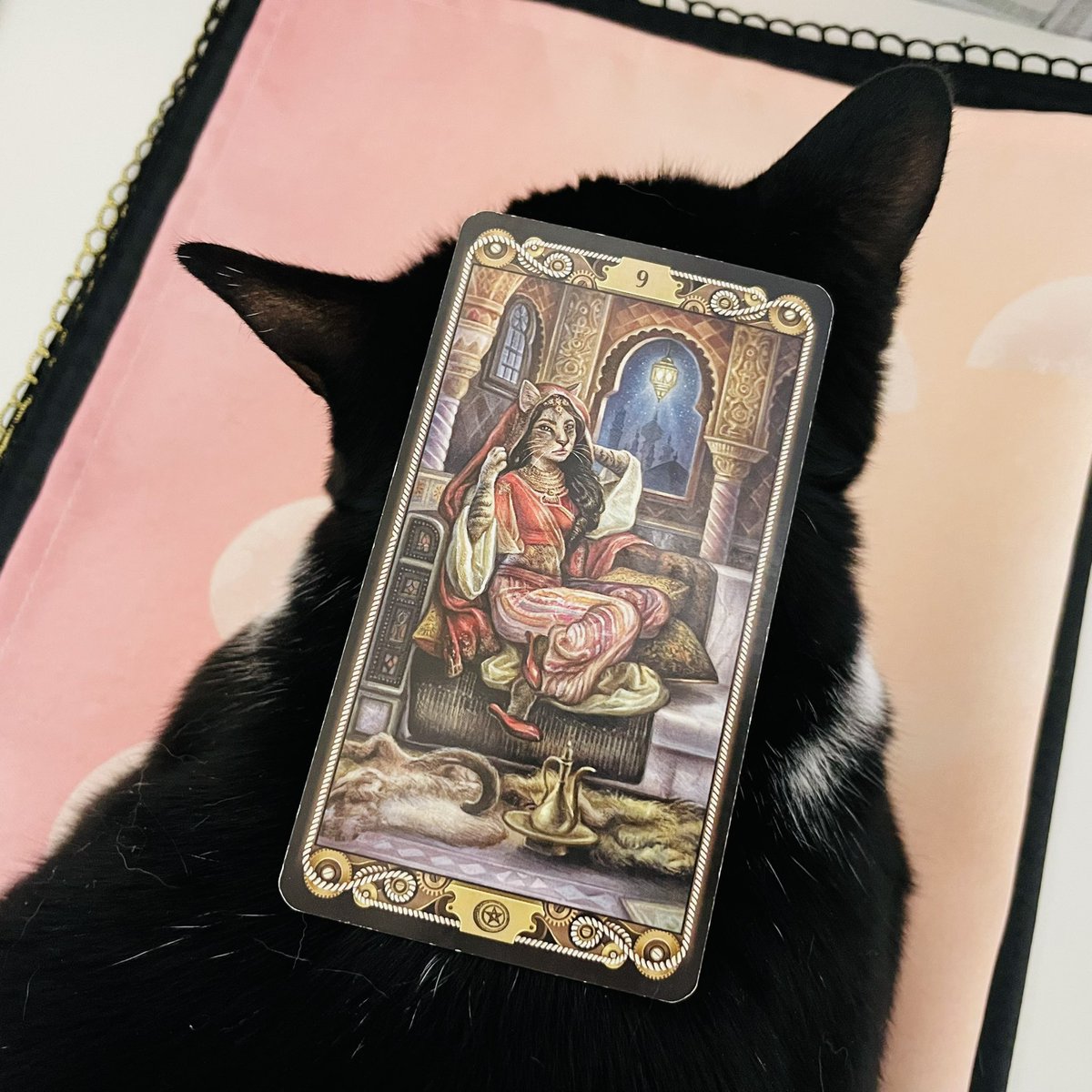 oraclerinko's tweet image. 7/24交流の日🤝周囲の人とのコミュニケーションに喜びを感じ、そこから幸運が運ばれてくる✨階段を1段上がれるチャンス🎶自信も芽生え、才能を生かせるでしょう👍人からの申し出はありがたく受けて💝 #9ofPENTACLES #かぁちゃんのタロットマットの上で寝てやるﾆｬ #デイリータロット #CATTAROT
