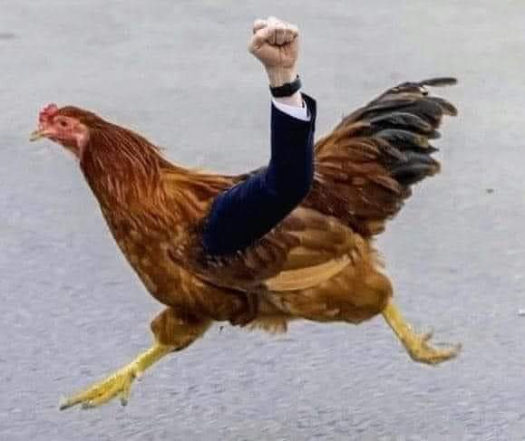 SweetsRepeats's tweet photo. @clairecmc #ChickenhawkHawley
#HawlinAssHawley #HawlinHawley https://t.co/sjobkF1454