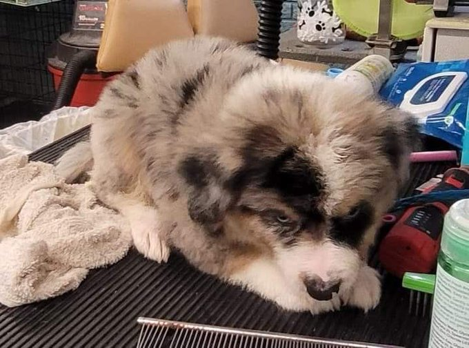 psychicwhisper3's tweet photo. 🆘8 PUPS🚨Great Pyrenees/Aussie Mix😍
‼️ URGENT ‼️  Boys💙&amp; Girls💜
Only 7 Weeks Old, They Were Abandoned🥺  
A Worried Person Took Them To A #RESQ 
The Rescue Needs To Get Them To A Safe Place #TempyBoarding ASAP ‼️ Please #Pledge To Help Them Into Boarding🙏#SavePups💞🏃‍♀️#CCTX https://t.co/jgp3pb5hDx