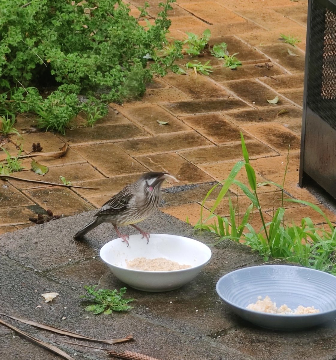 VintageBauer's tweet photo. Our local Wattlebird enjoying some porridge -- look at the length of his tongue!
Later he brought the lady wife, who preferred the rice...
#BirdTwitter
#AussieBackyard https://t.co/jnwXfr82uf