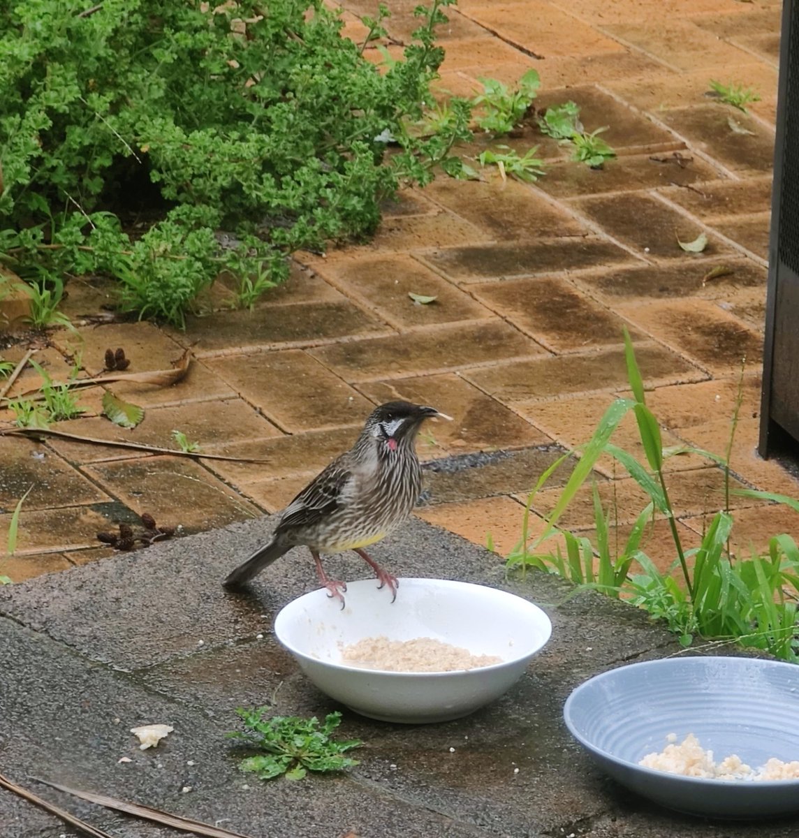 VintageBauer's tweet photo. Our local Wattlebird enjoying some porridge -- look at the length of his tongue!
Later he brought the lady wife, who preferred the rice...
#BirdTwitter
#AussieBackyard https://t.co/jnwXfr82uf