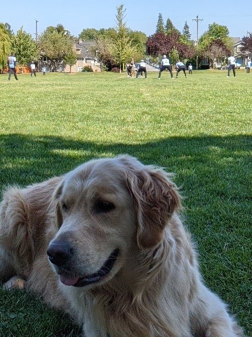 .<a href="/MeralomaCricket/">Meraloma Cricket</a> 4s getting it done under the watchful eye of Stanley. His watchful eye may have been distracted by the pizza behind me, admittedly.

<a href="/dogsatcricket/">Dogs at Cricket Grounds</a>