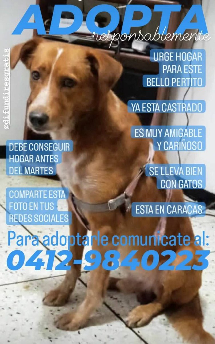 PerroUsuario's tweet photo. #EnBuscaDeUnHogar amoroso y responsable CARACAS https://t.co/NNtA7XuGm2