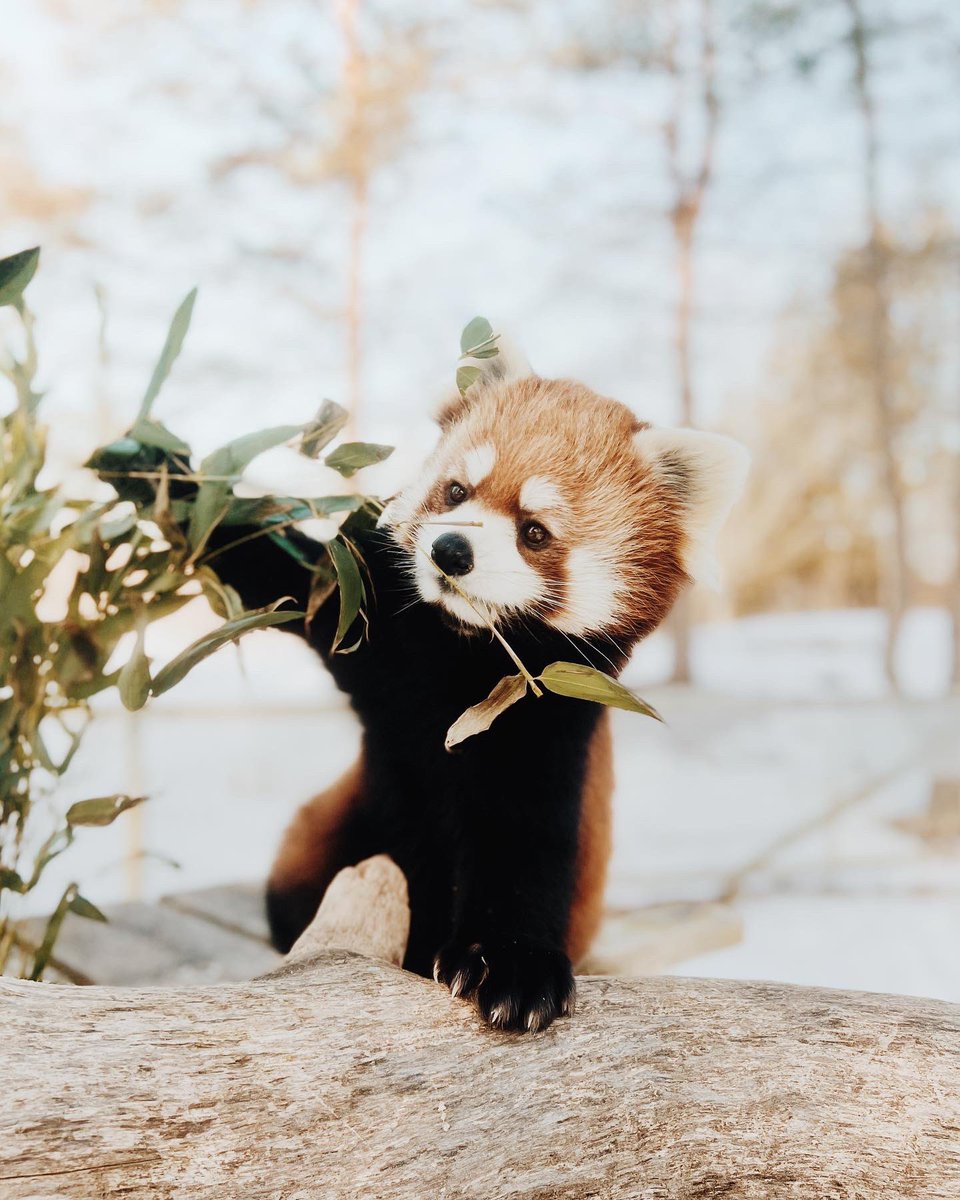 TheTorontoZoo's tweet photo. Happy 5th Birthday Paprika ❤️🎈Thank you for spicing up our lives 🐾 #MamaSpice https://t.co/eojk2P5UOM