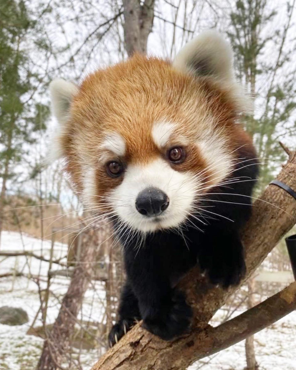 TheTorontoZoo's tweet photo. Happy 5th Birthday Paprika ❤️🎈Thank you for spicing up our lives 🐾 #MamaSpice https://t.co/eojk2P5UOM