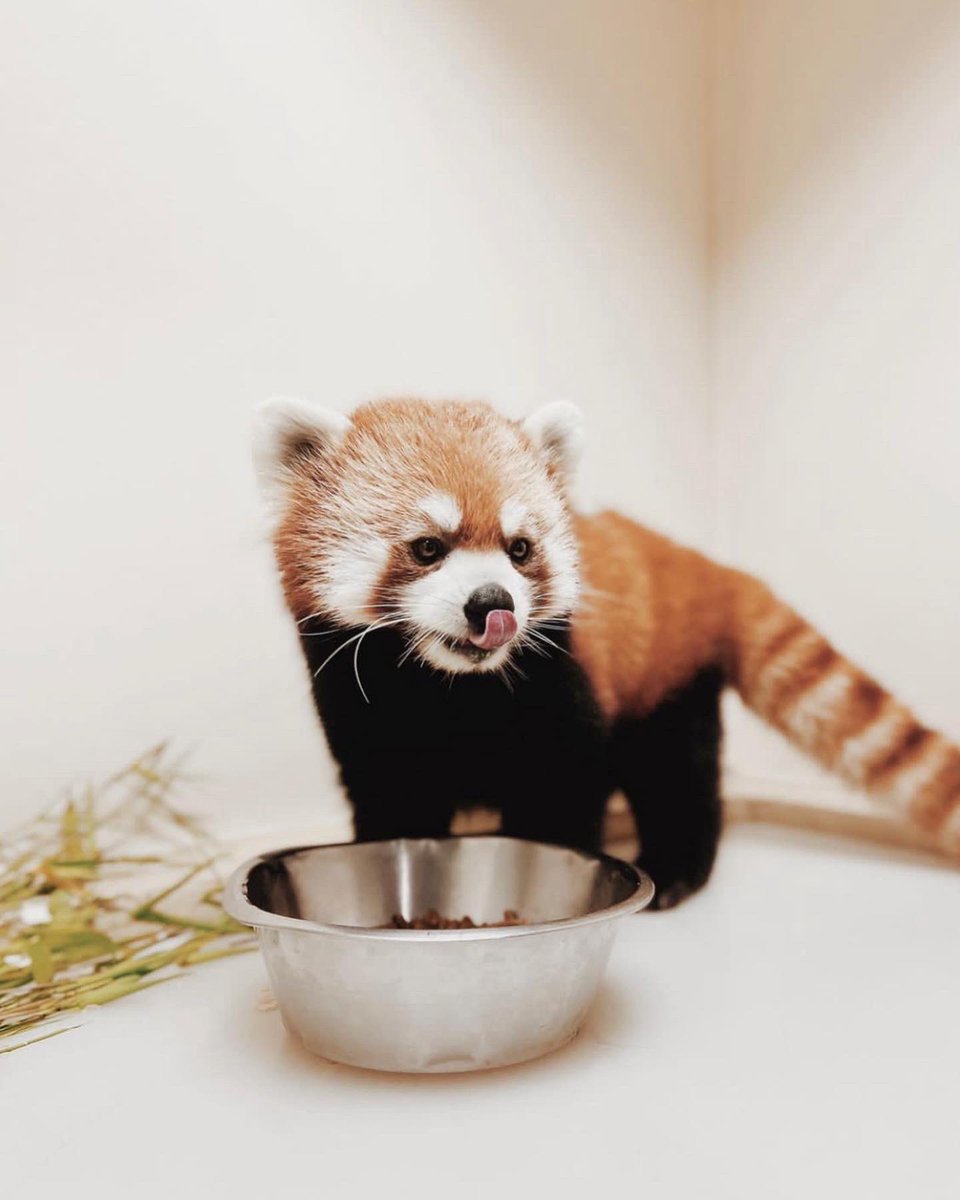TheTorontoZoo's tweet photo. Happy 5th Birthday Paprika ❤️🎈Thank you for spicing up our lives 🐾 #MamaSpice https://t.co/eojk2P5UOM