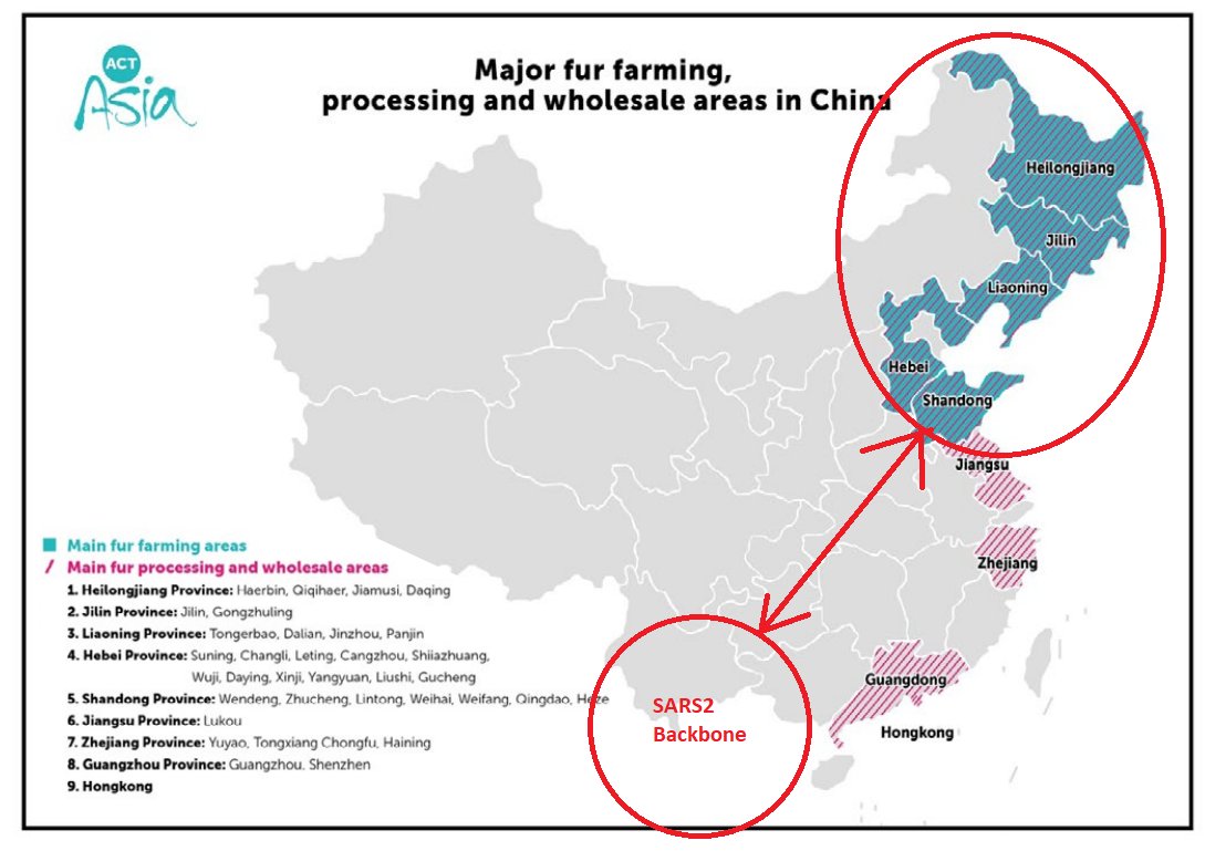 11/ However, there's a big problem with that theory. The bats that contain the SARS2 backbone can't fly that far! No SARS2 backbones were ever found in the areas of the fur farms.