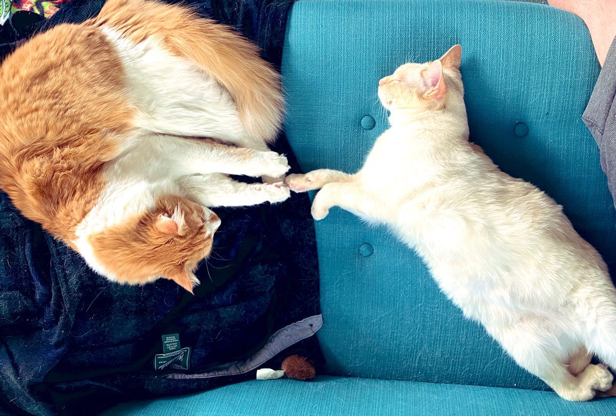 drkcox's tweet photo. Happy #Caturday!!! 😻 Accidental imitation of Michelangelo’s ‘The Creation of Adam’…? 😹 https://t.co/WxlE0F4cTr