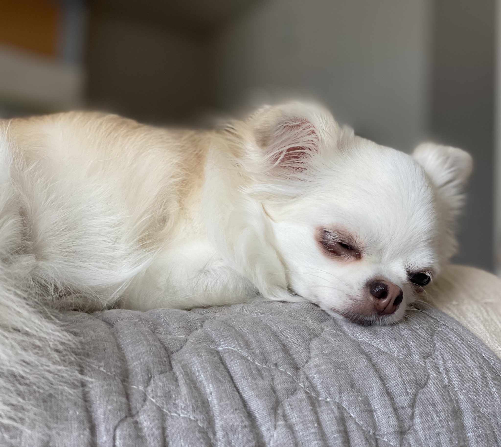 うちのねこいぬねこ ごめんね 眠くて目が開かないの チワワ チワワと猫 犬のいる暮らし 犬と猫のいる暮らし T Co 7w94kwj1nd Twitter