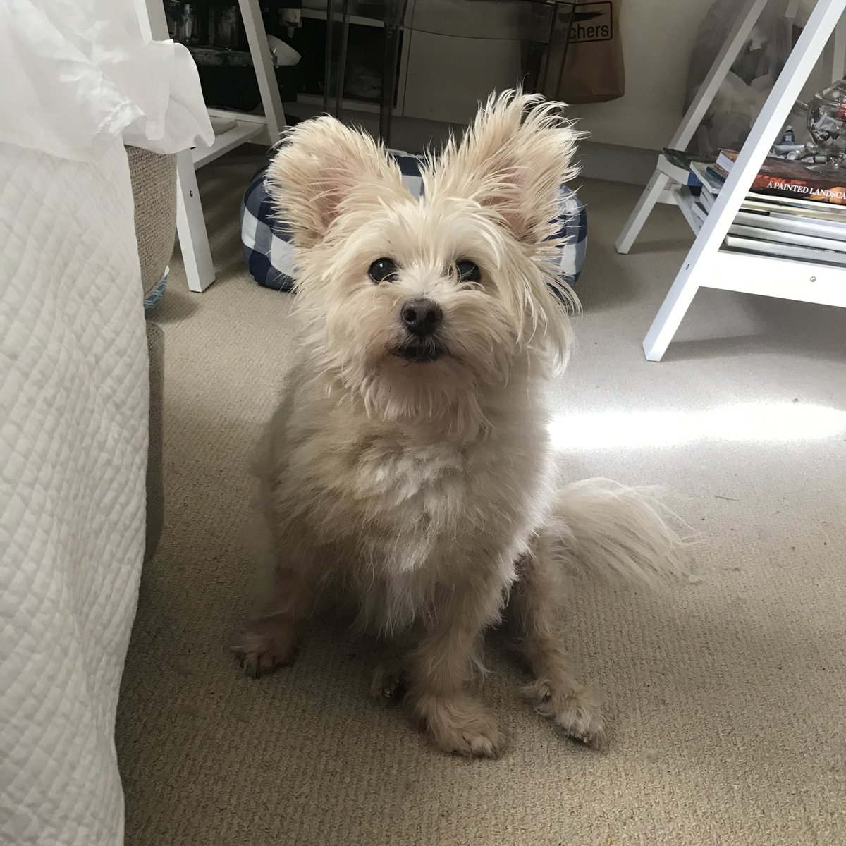 Emily Persson tweet media