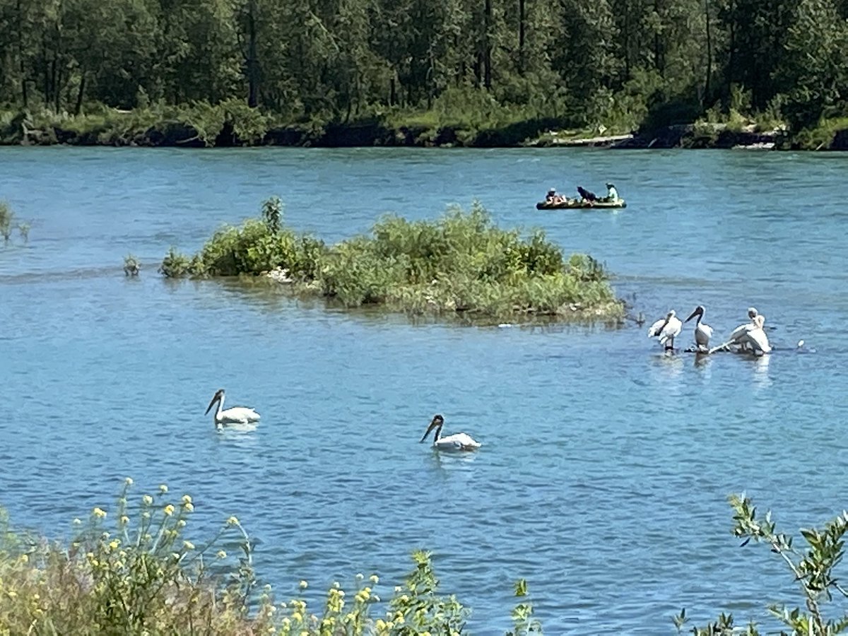 paininc's tweet photo. Saw a good number of these birds on the river today in #yyc. Never seen them before, beautiful. Does anyone know what they are. I am guessing a crane of sorts? #yycbike #birds #identifybird https://t.co/Fqt2zf01Ze