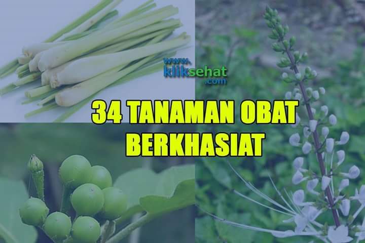 petanirumah's tweet photo. "34 JENIS TANAMAN OBAT BERKHASIAT"

Hari ini saya mau share tanaman yang ada di Indonesia dan bisa di manfaatkan sebagai obat obatan. 

Biar herbal semakin di kenal oleh masyarakat 

Jangan lupa Like dan RT ya. https://t.co/stUU9MZ2EG