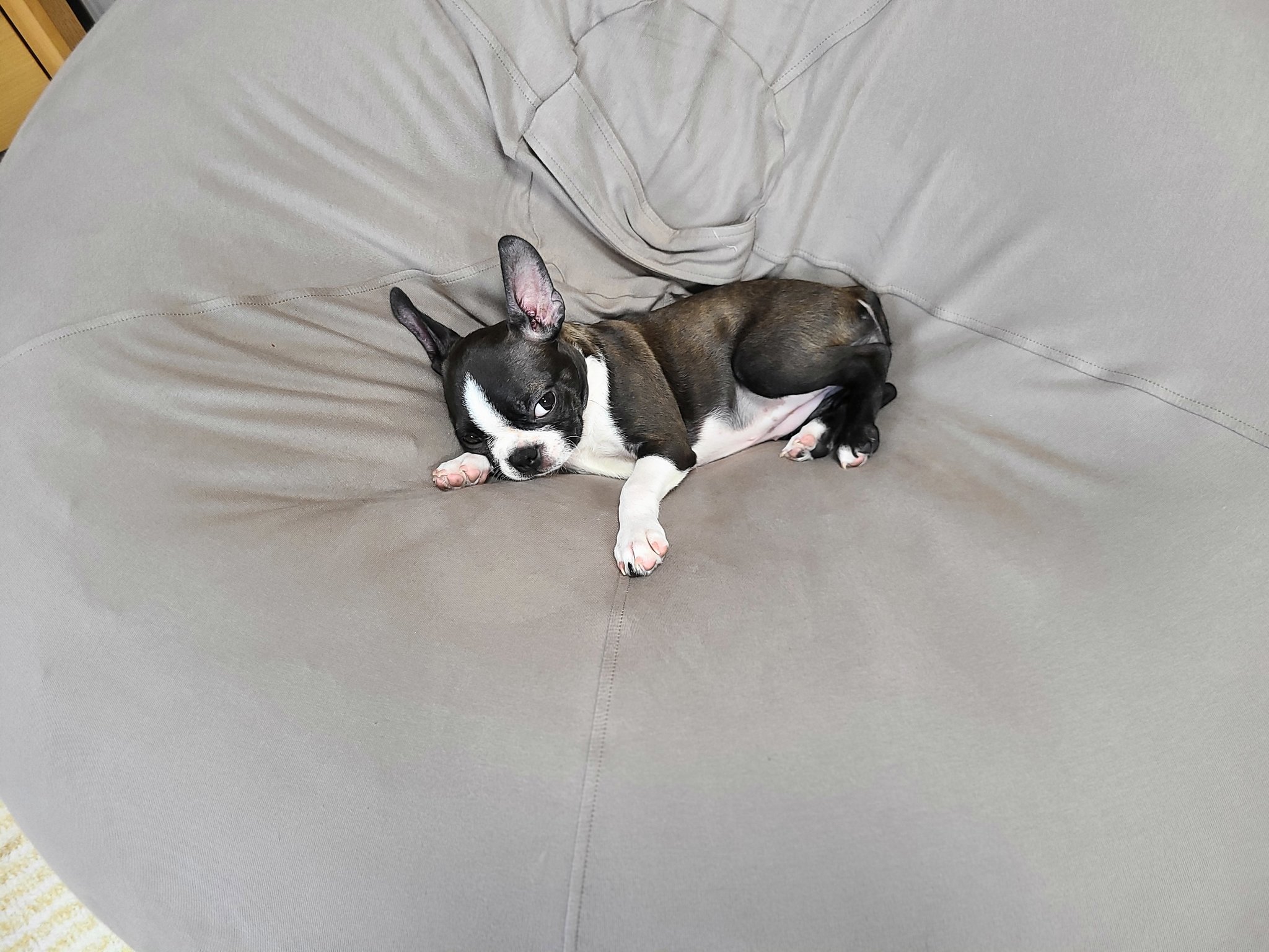 パグぴー ヨギボー 犬もダメにする Yogibo T Co 1w1jpz8bgd Twitter
