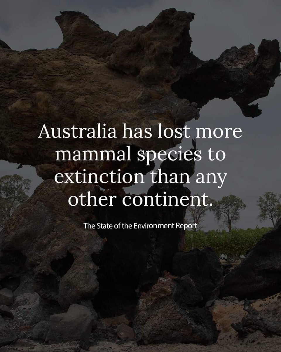 PeterWMurphy1's tweet photo. Australia has suffered the extinction of more mammal species than any other continent. This fact from the State of the Environment Report didn't even receive a passing mention on @InsidersABC this morning. Pathetic. 😠 #auspol #Insiders #StateOfTheEnvironmentReport https://t.co/c4nK6TG8lK