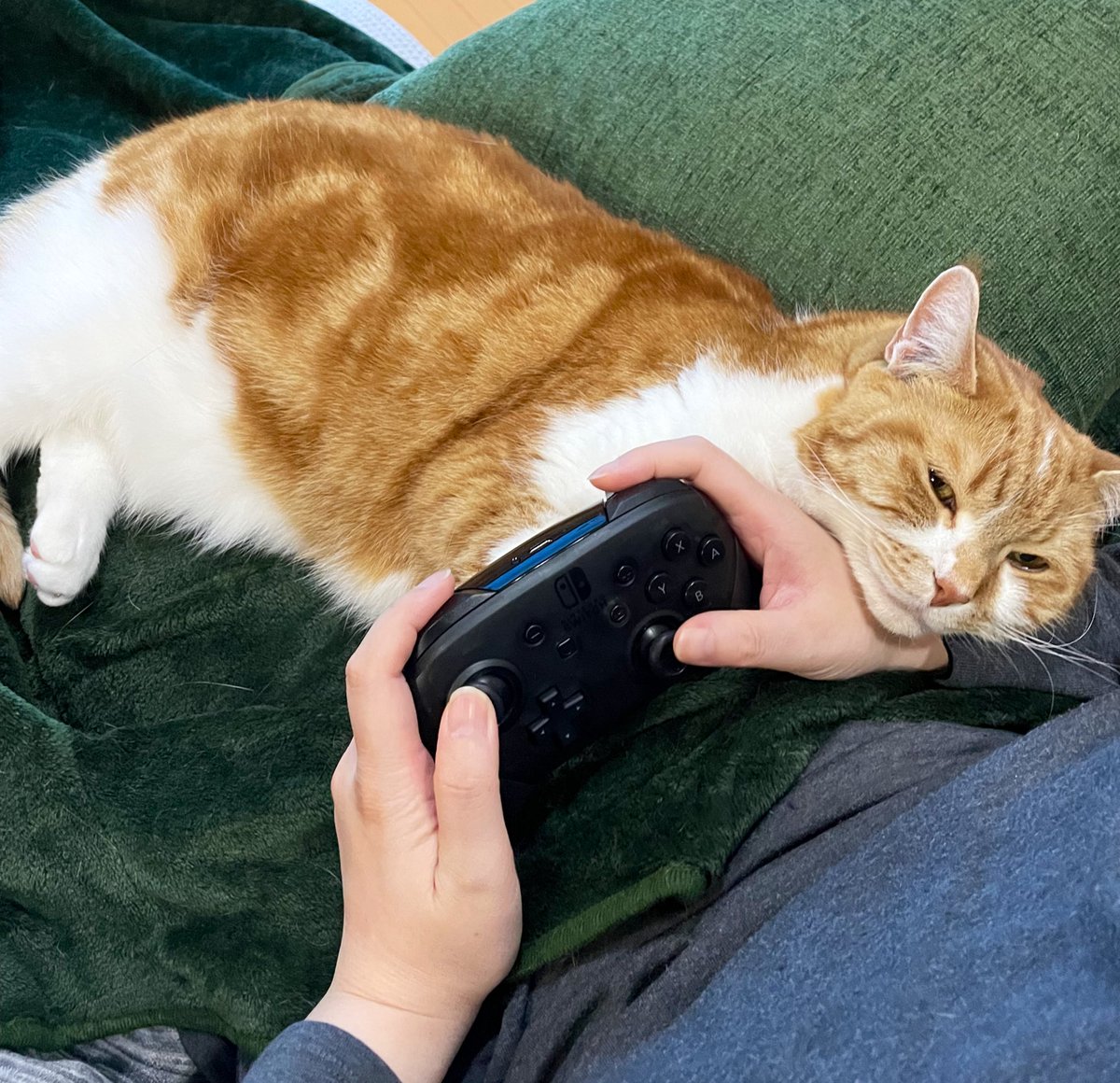 ゲームwithねこ

#猫好きさんと繋がりたい 
#猫の居る暮らし