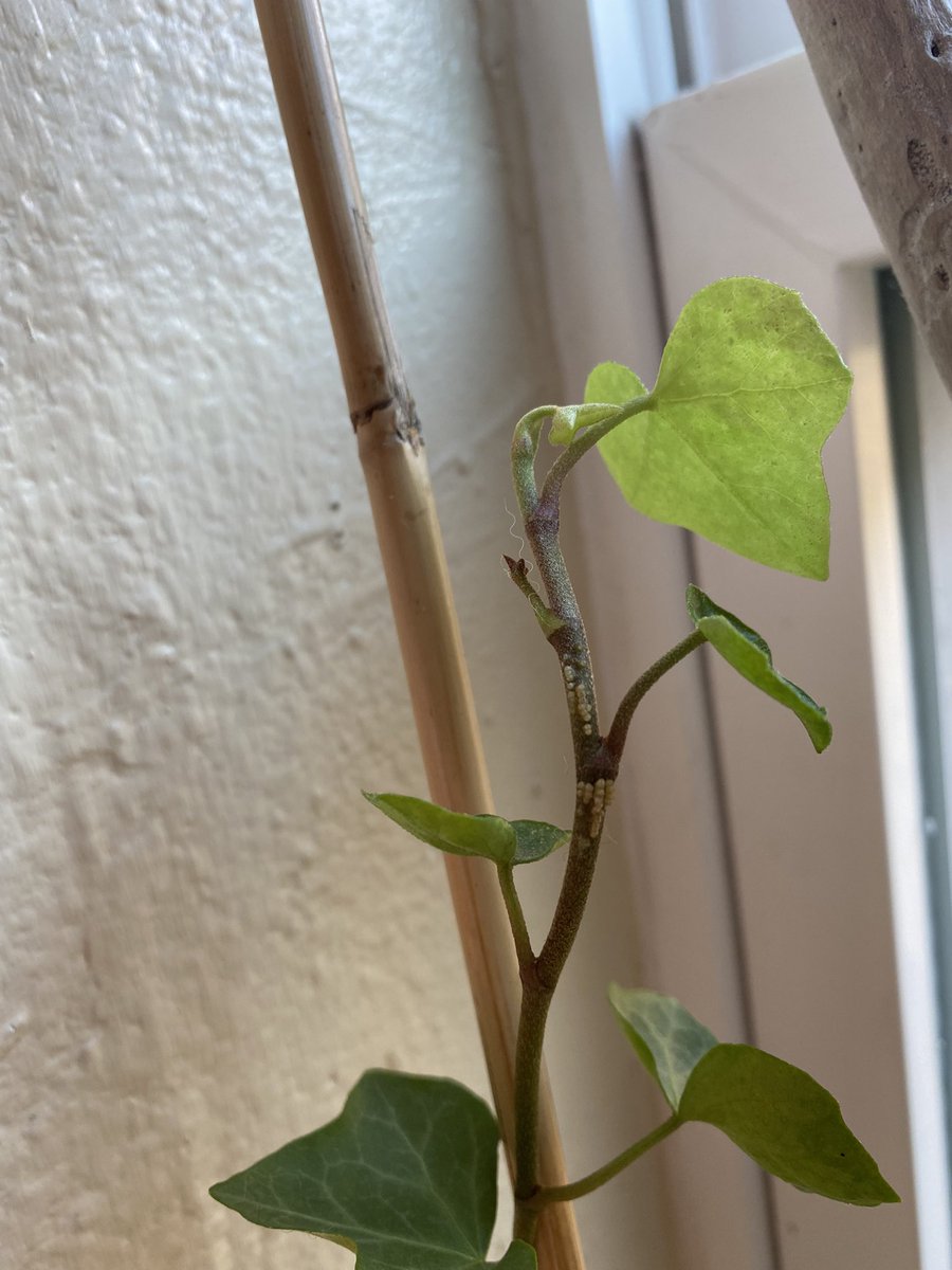 What kind of eggs are these!? 👀 For reference: this is an indoor English Ivy plant. What do I do?! 🌱🪴😭