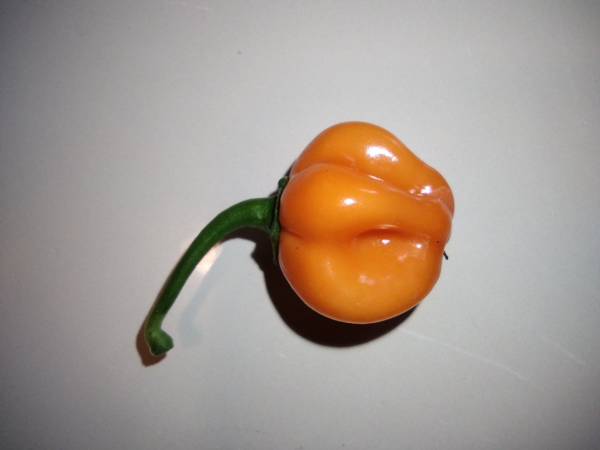 Just picked my first habanero pepper of the season. #TacoNight