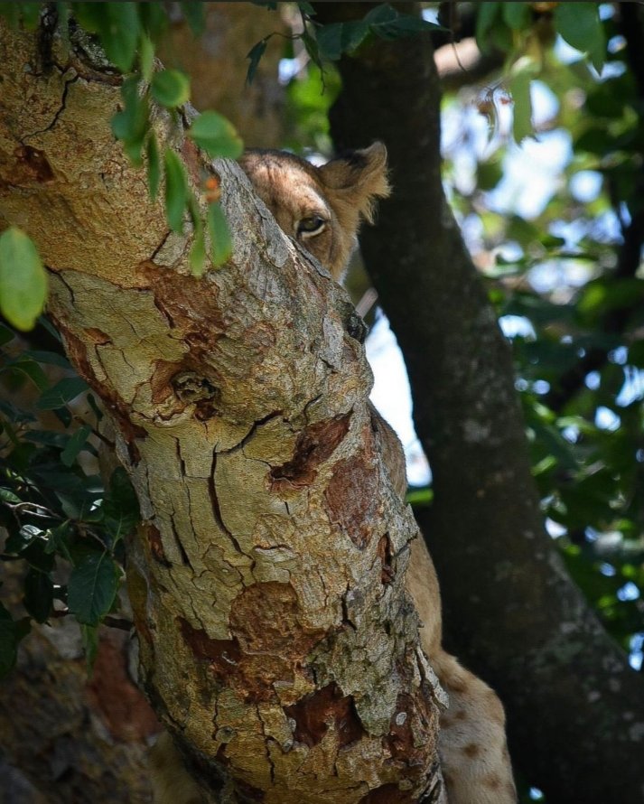 LEARN FROM NATURE 

Humans beings hardly be consistent and disciplined.  
Some animals are better at exercising discipline than us. 

Don't expose your mission until it's due.