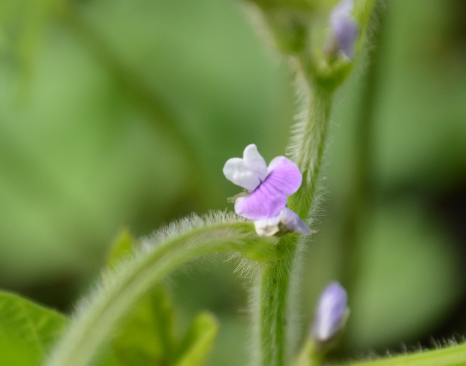 手打そば山重 山重農園の花たち 枝豆 ゴーヤ プチトマト ピーマンです T Co Qvqh8tlggv Twitter