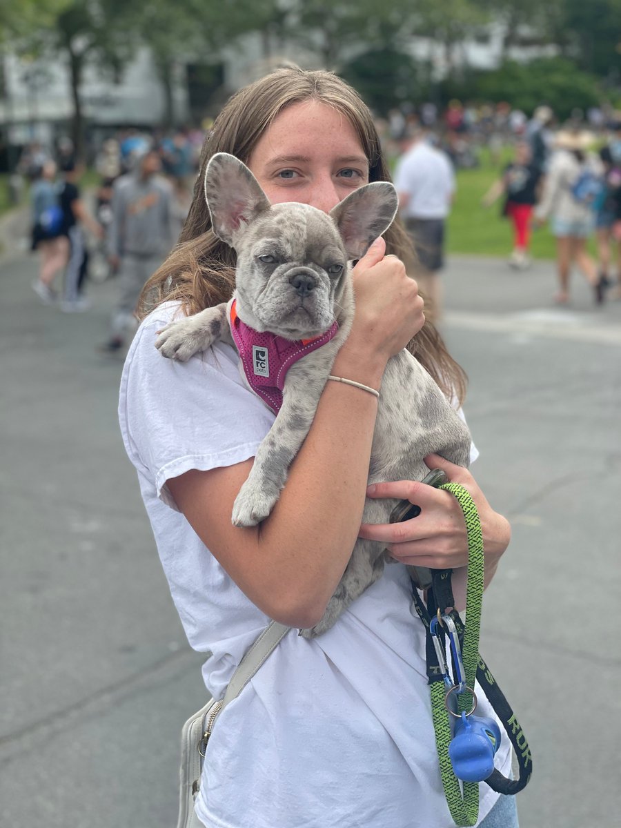“If you catch a shiny, do I get a treat?” 🐶🥺

Say hello to the Dogs of GO Fest Seattle (a thread ⬇️)! #PokemonGOFest2022