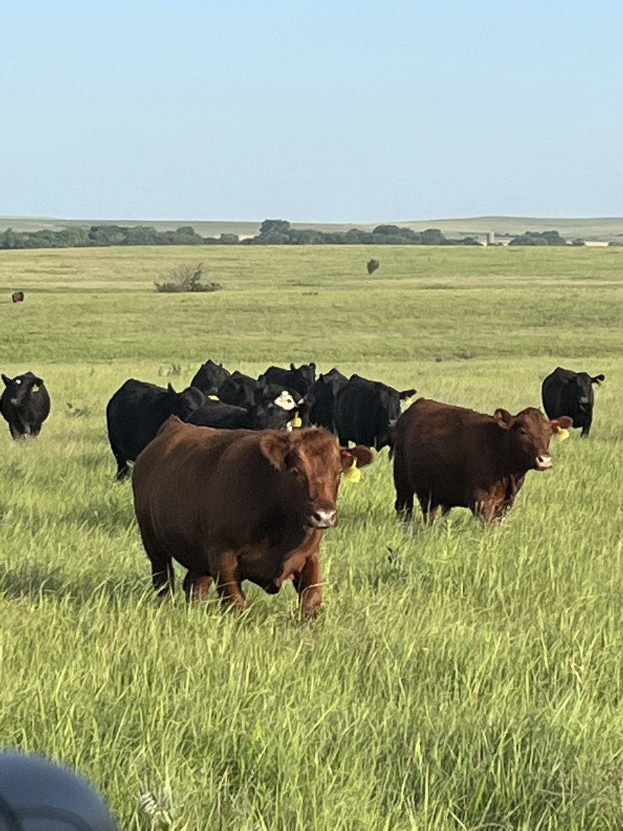bdpeak's tweet image. Feeding big steers in knee high grass!  Bluestem is holding strong through the heat but starting to show some stress!