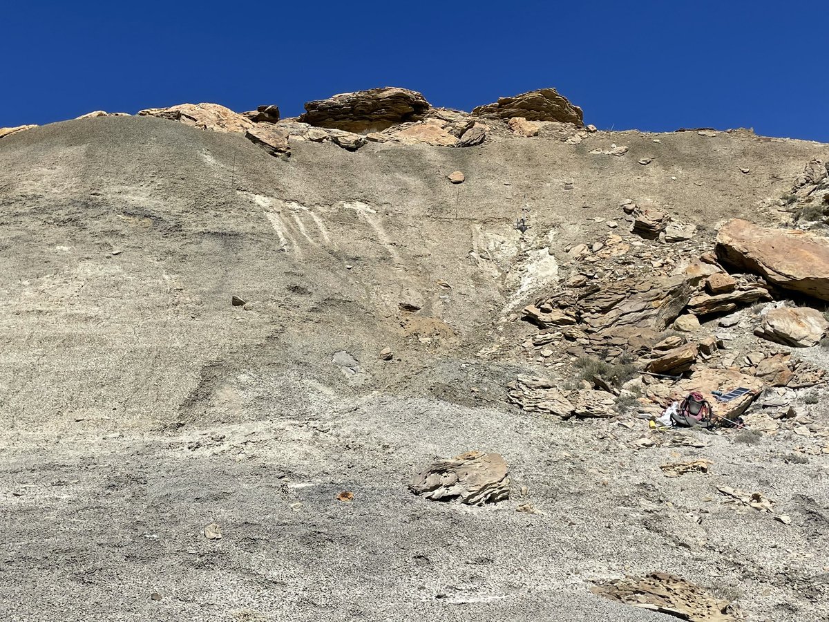 Lindsay Zanno tweet media