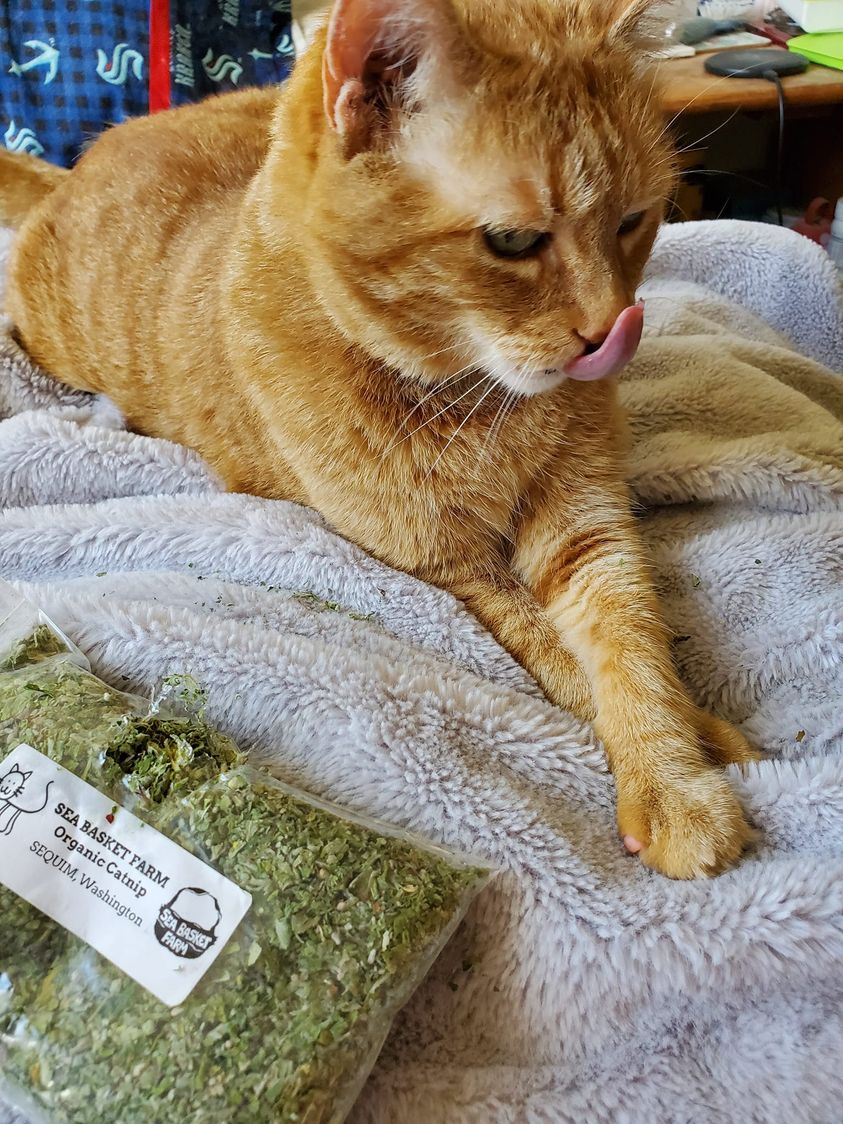 ckb104's tweet image. Manny's a big niphead. He got the good sh*t from the farmer's market today.
#CatsOfTwitter #CatNip #NipHead #SequimFarmersMarket #SeaBasketFarm