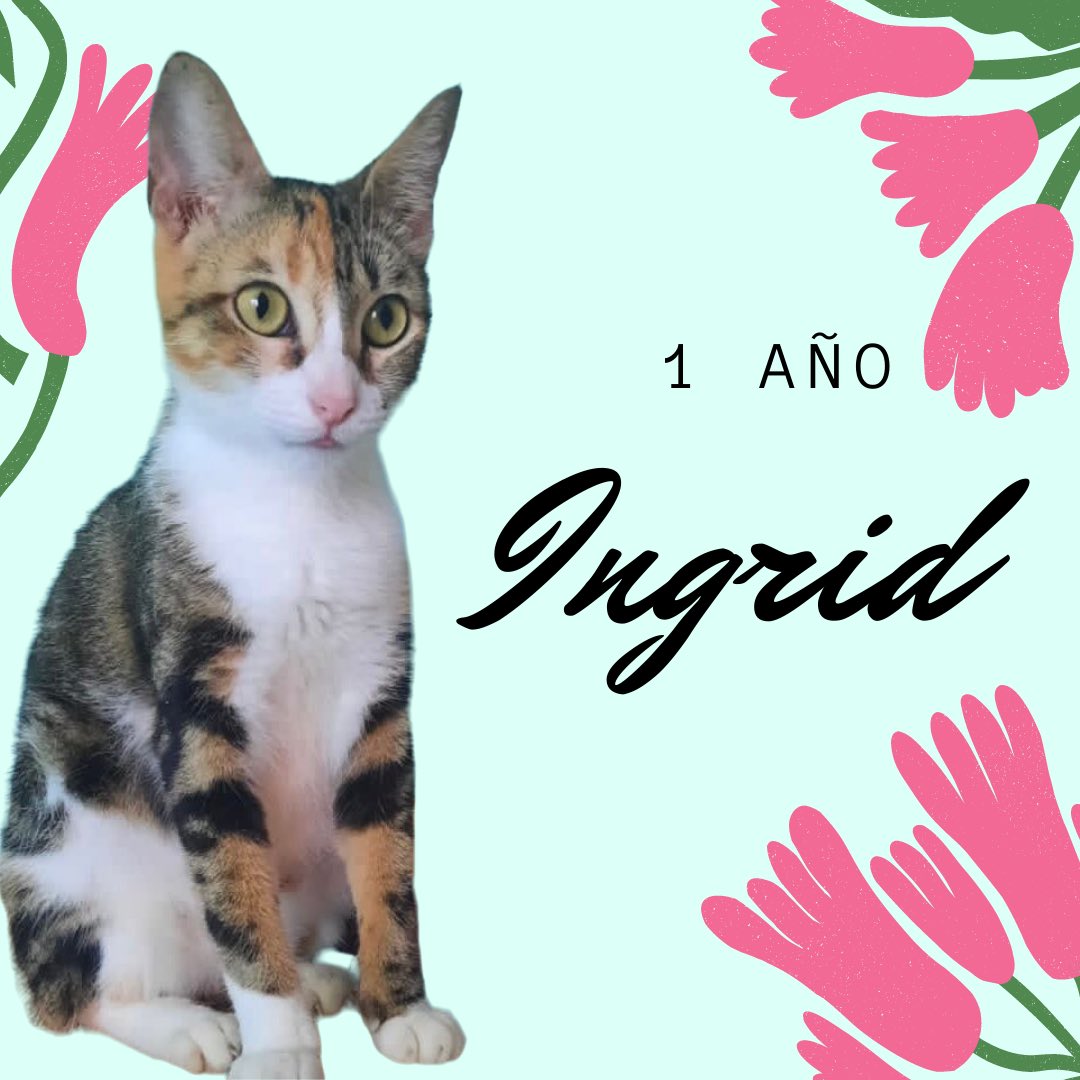 gilliansagardi's tweet photo. bbs estos gatitos y muchos mas están adopción, ayudenme con un rt para que mas gente los vea, todos están esterilizados y vacunados, en insta pueden ver los demas @fundacionmichibazar , queremos que esten en una casa donde les den mucho amor💗 https://t.co/5oz8rmBTvm
