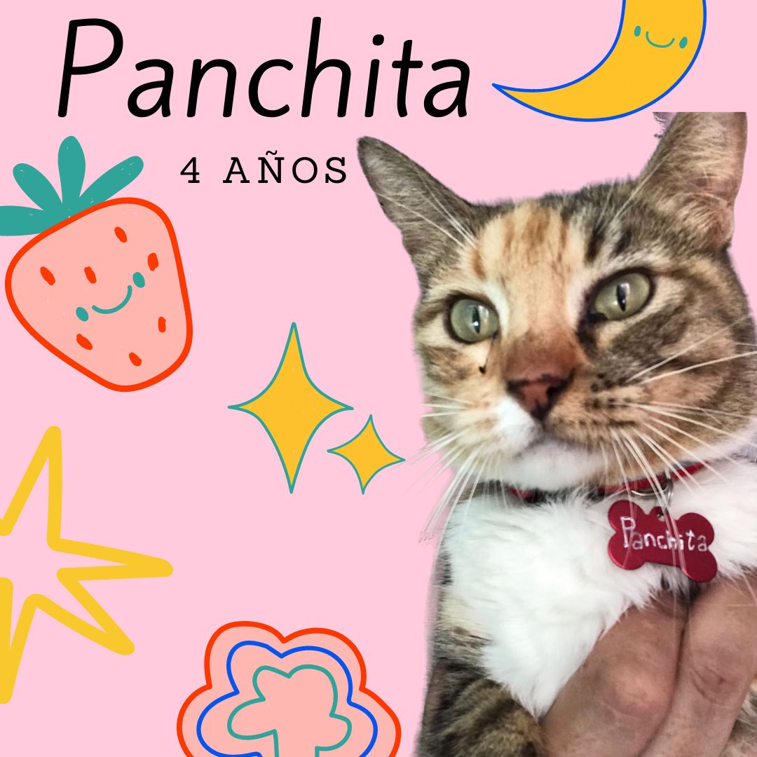 gilliansagardi's tweet photo. bbs estos gatitos y muchos mas están adopción, ayudenme con un rt para que mas gente los vea, todos están esterilizados y vacunados, en insta pueden ver los demas @fundacionmichibazar , queremos que esten en una casa donde les den mucho amor💗 https://t.co/5oz8rmBTvm