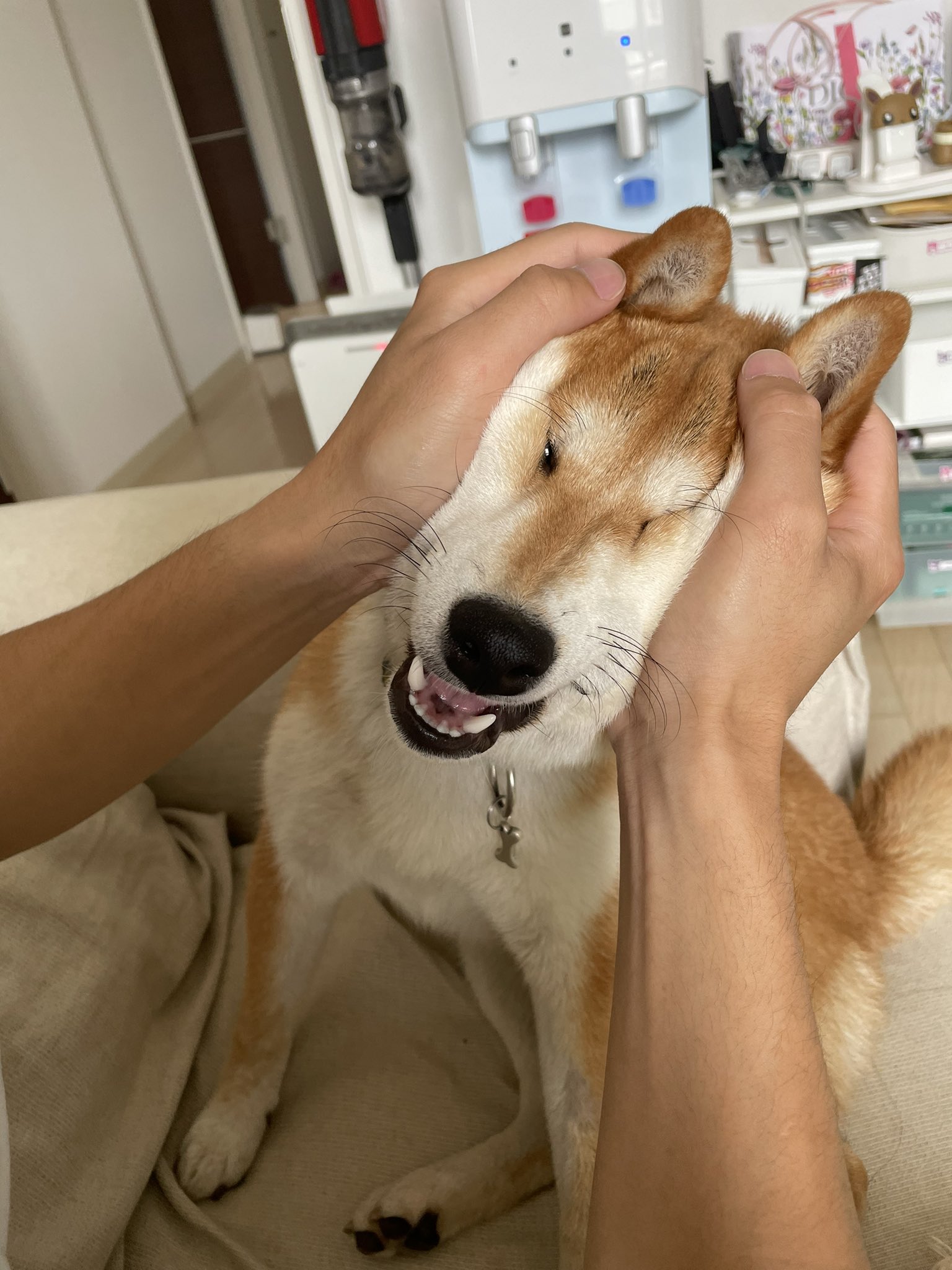 柴犬 丸太 飼い主に遊ばれてイライラムキムキしてる今日の犬 柴犬 柴犬のいる生活 犬 T Co 0zir1gym84 Twitter