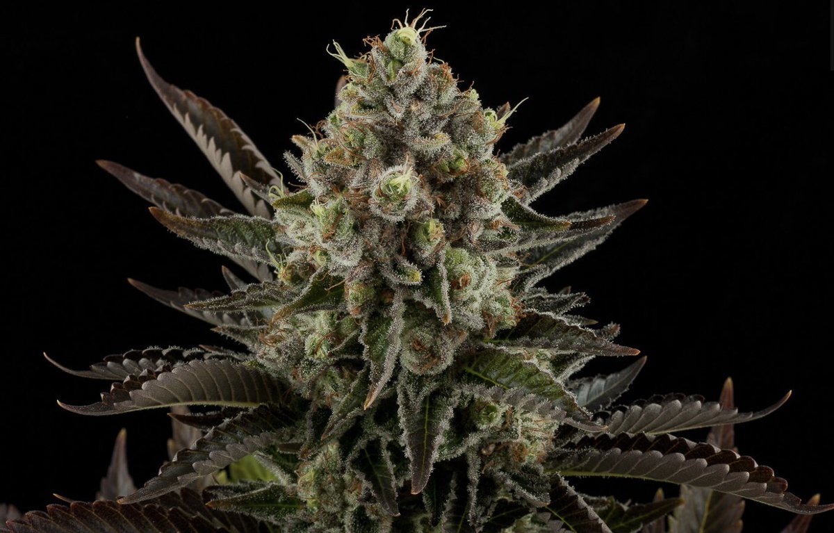 WHITE WIDOW #WhiteWidow #420 #CannabisCulture #420CDMX #CannabisCommumity #Mariguana #MaryJean #MedicalMarijuana #Bong #cannabismexico #420life #autocultivo #tupac #oldschool #1 #CDMX