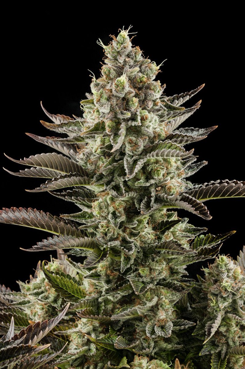 LA CREMM tweet media